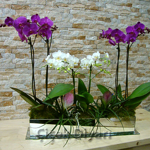 Orkideler ve Tilandsialar
